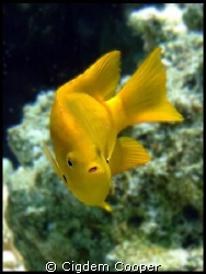 Sulphur damsel by Cigdem Cooper 
